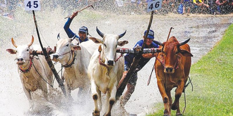 Một số thông tin giới thiệu về lễ hội đua bò bảy núi ở An Giang