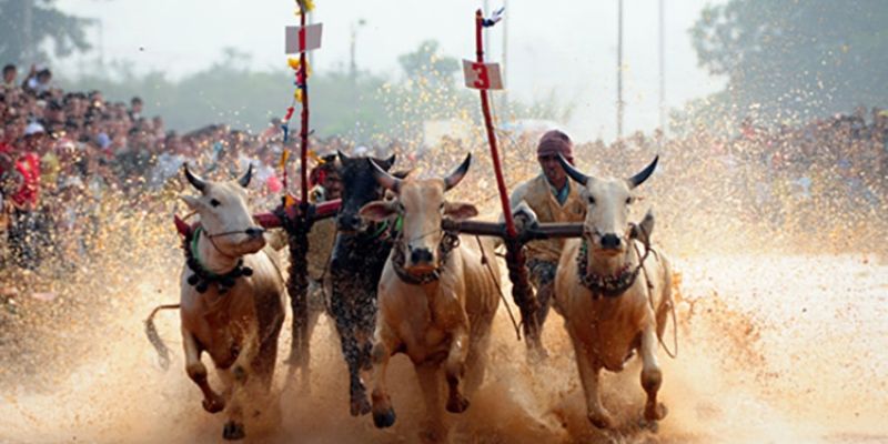 Công nhận lễ hội đua bò bảy núi ở An Giang là di sản văn hóa