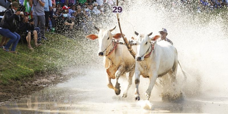 Quá trình tổ chức lễ hội đua bò bảy núi ở An Giang